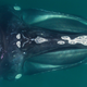 A North Atlantic right whale in Cape Cod Bay. The callosity patterns on each whale's head are unique and allow for identification, along with tracking of impacts such as entanglements and vessel strikes, reproductive histories, and ages of individual whales.